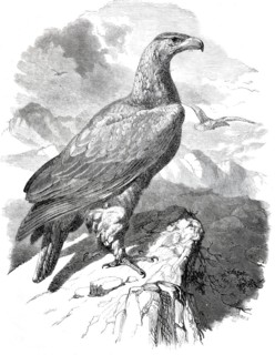 Golden Eagle.