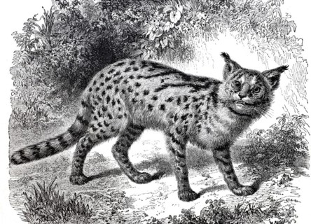 Serval.