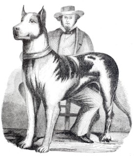 Great Dane.
