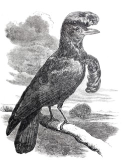 Crested bird.