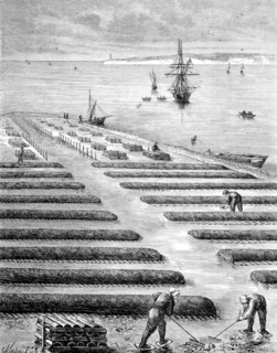 Oyster beds.