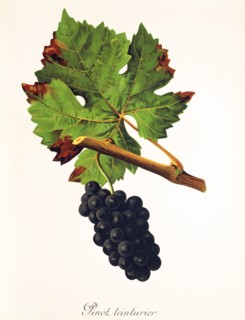 Ampelograhie. grape variety science. oenology. viticulture. grape. vine. Pinot Teinturier grape.