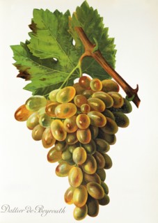 Ampelograhie. grape variety science. oenology. viticulture. grape. vine. Dattier de Beyrouth grape.