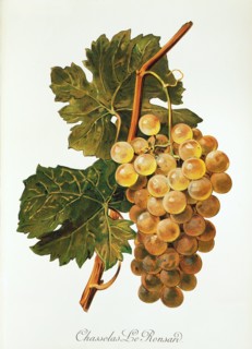Ampelograhie. grape variety science. oenology. viticulture. grape. vine. Chasselas Le Ronsard grape
