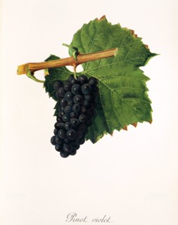 Ampelograhie. grape variety science. oenology. viticulture. grape. vine. Pinot Violet grape.