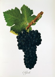 Ampelograhie. grape variety science. oenology. viticulture. grape. vine. Syrah grape. digitally