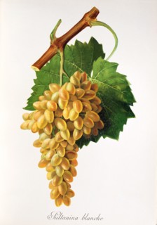 Ampelograhie. grape variety science. oenology. viticulture. grape. grapevine. Sultanina Blanche