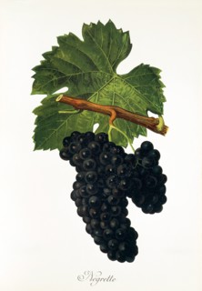 Ampelograhie. grape variety science. oenology. viticulture. grape. grapevine. Negrette grape.