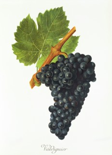 Ampelograhie. grape variety science. oenology. viticulture. grape. vine. Valdiguier grape.