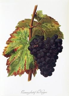 Ampelograhie. grape variety science. oenology. viticulture. grape. vine. Gamay Hatif des Vosges