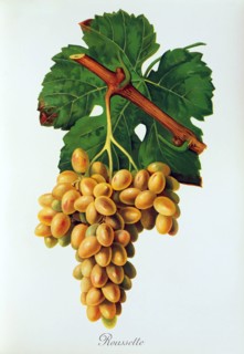 Ampelograhie. grape variety science. oenology. viticulture. grape. grapevine. Roussette grape.