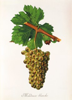 Ampelograhie. grape variety science. oenology. viticulture. grape. vine. Mondeuse Blanche grape.