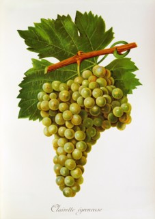 Ampelograhie. grape variety science. oenology. viticulture. grape. grapevine. Clairette Egreneuse