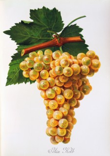 Ampelograhie. grape variety science. oenology. viticulture. grape. vine. Marsanne grape. digitally