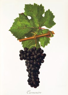 Ampelograhie. grape variety science. oenology. viticulture. grape. vine. Carmenere grape. digitally