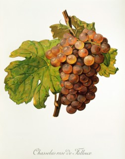 Ampelograhie. grape variety science. oenology. viticulture. grape. vine. Chasselas Rose de Falloux