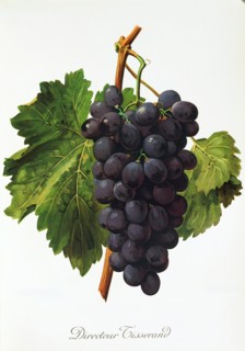 Ampelograhie. grape variety science. oenology. viticulture. grape. grapevine. Directeur Tisserand