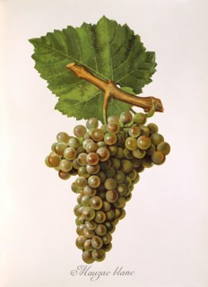 Ampelograhie. grape variety science. oenology. viticulture. grape. grapevine. Mauzac Blanc grape.
