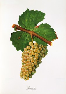 Ampelograhie. grape variety science. oenology. viticulture. grape. vine. Peurion grape. digitally
