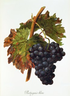 Ampelograhie. grape variety science. oenology. viticulture. grape. vine. Portugais bleu grape.
