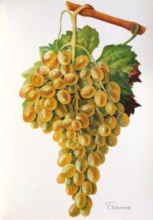 Ampelograhie. grape variety science. oenology. viticulture. grape. vine. Teneron grape. digitally