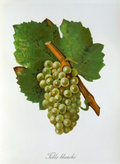 Ampelograhie. grape variety science. oenology. viticulture. grape. grapevine. Folle Blanche grape.
