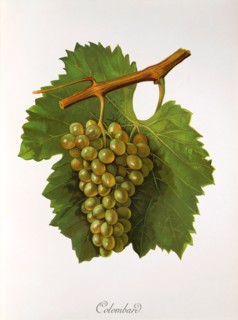 Ampelograhie. grape variety science. oenology. viticulture. grape. vine. Colombard grape. digitally