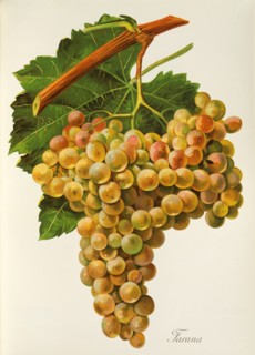 Ampelograhie. Grape variety science. Oenology. Viticulture. Grape. Vine. Farana grape is a synonym