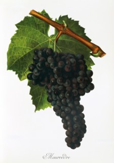 Ampelograhie. Grape variety science. Oenology. Viticulture. Grape. Grapevine. Mourvedre. Monastrell