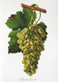 Ampelograhie. grape variety science. oenology. viticulture. grape. vine. Olivette Blanche Taube.