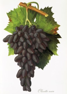 Ampelograhie. grape variety science. oenology. viticulture. grape. vine. Olivette Noire grape. red