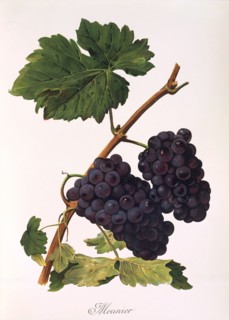Ampelograhie. grape variety science. oenology. viticulture. grape. vine. Pinot Meunier or