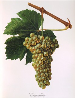 Ampelograhie. grape variety science. oenology. viticulture. grape. vine. Tressallier grape. a white
