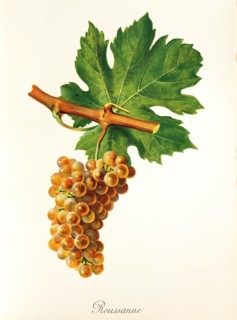 Ampelograhie. grape variety science. oenology. viticulture. grape. grapevine. Rousanne grape. rare