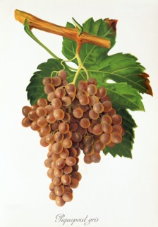 Ampelograhie. grape variety science. oenology. viticulture. grape. vine. Piquepoul Gris grape.