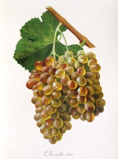 Ampelograhie. grape variety science. oenology. viticulture. grape. grapevine. Olivette Rose grape.