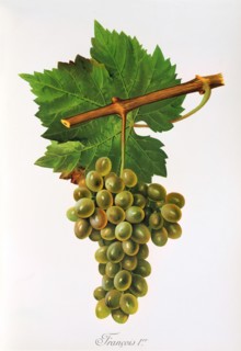 Ampelograhie. grape variety science. oenology. viticulture. grape. vine. Francois Premier grape.