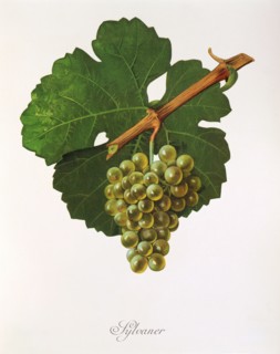 Ampelograhie. grape variety science. oenology. viticulture. grape. vine. Sylvaner grape. digitally