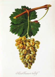 Ampelograhie. grape variety science. oenology. viticulture. grape. vine. Saint-Jeannet Tardif grape