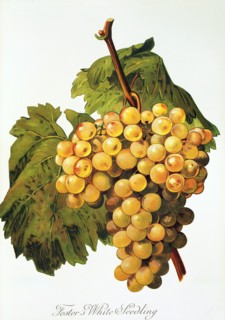 Ampelograhie. Grape variety science. Oenology. Viticulture. Grape. Vine. Foster's White Seedling