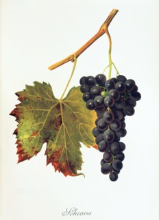 Ampelograhie. grape variety science. oenology. viticulture. grape. vine. Schiava grape. digitally