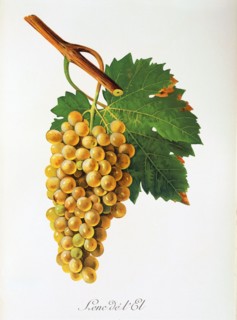Ampelograhie. grape variety science. oenology. viticulture. grape. vine. Lenc de l'El grape.