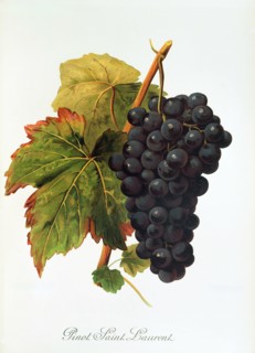 Ampelograhie. grape variety science. oenology. viticulture. grape. vine. Pinot Saint Laurent grape.