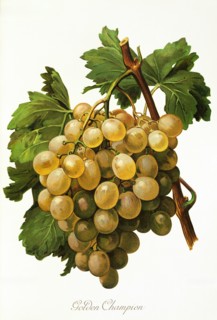 Ampelograhie. grape variety science. oenology. viticulture. grape. vine. Golden Champion grape.