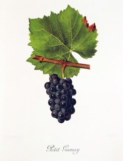 Ampelograhie. grape variety science. oenology. viticulture. grape. grapevine. Petit Gamay grape.