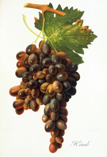 Ampelograhie. grape variety science. oenology. viticulture. grape. vine. Henab Noir grape.