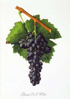 Ampelograhie. grape variety science. oenology. viticulture. grape. vine. Etraire del'Adui grape.