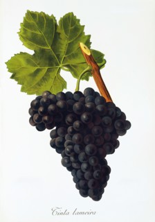 Ampelograhie. grape variety science. oenology. viticulture. grape. vine. Tinta Lameira grape.