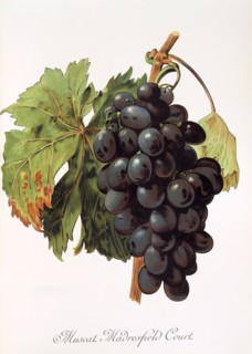 Ampelograhie. grape variety science. oenology. viticulture. grape. grapevine. Muscat Madrefield