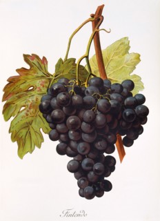 Ampelograhie. grape variety science. oenology. viticulture. grape. vine. Fintendo grape. digitally